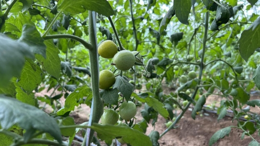 62563e0603ba614974c2a7d7343f2353