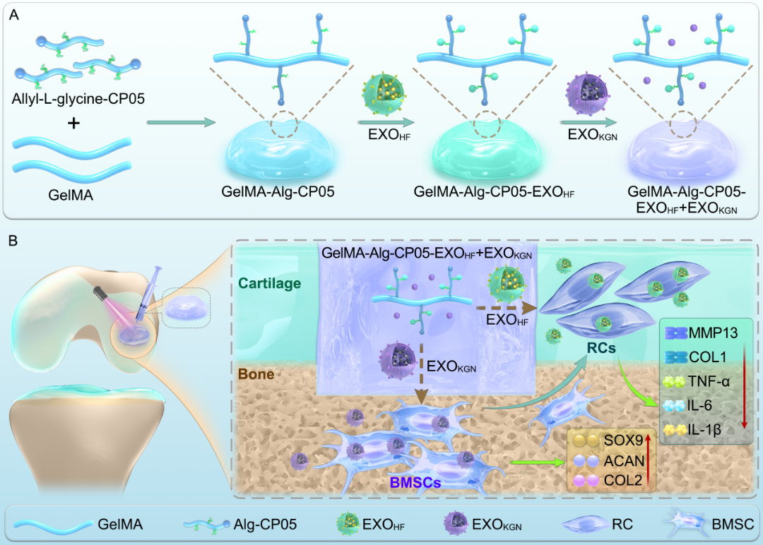 一区TOP!山东大学齐鲁第二医院在软骨修复领域取得新进展