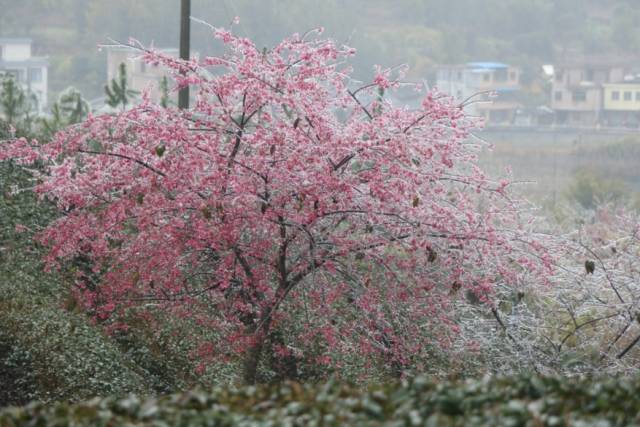广东韶关新丰，强劲冷空气到来时，便会出现终年难得一见的冰雪、雾凇景观。图源：韶关旅游