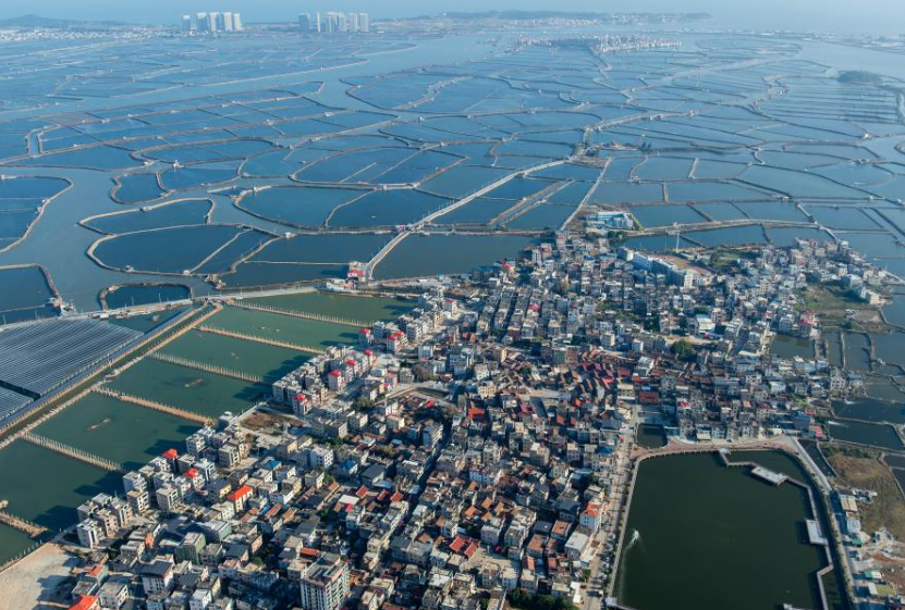 福建东坂村:小小河豚鱼“游”出小康路