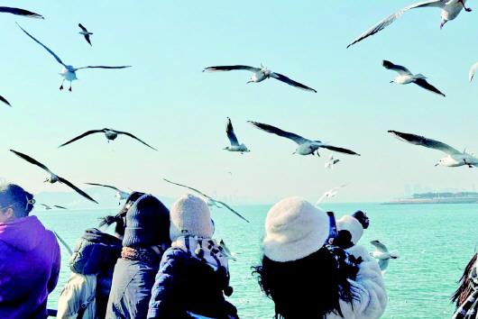 青岛:从“鸥遇”到“泡汤”,点燃冬日暖经济