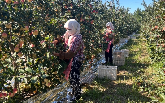 潍坊滨海区:盐碱地种出“致富果”