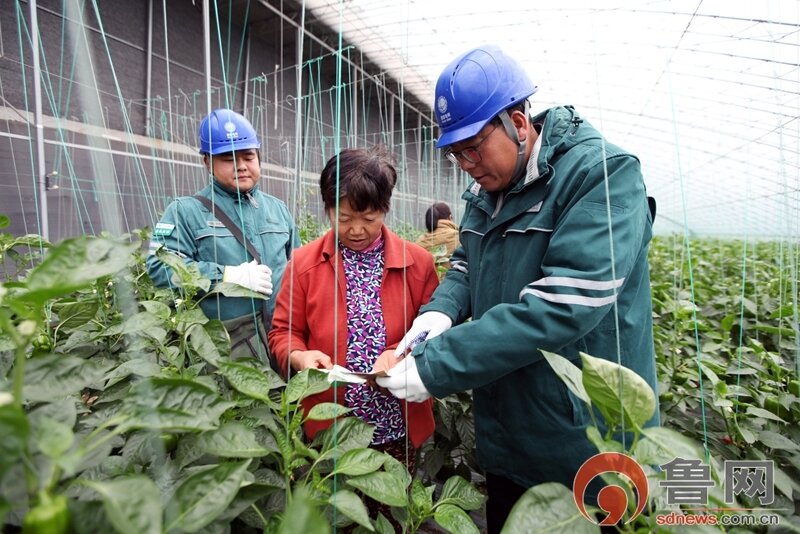 枣庄市台儿庄供电:服务进大棚护好群众冬季“菜篮子”【图文】