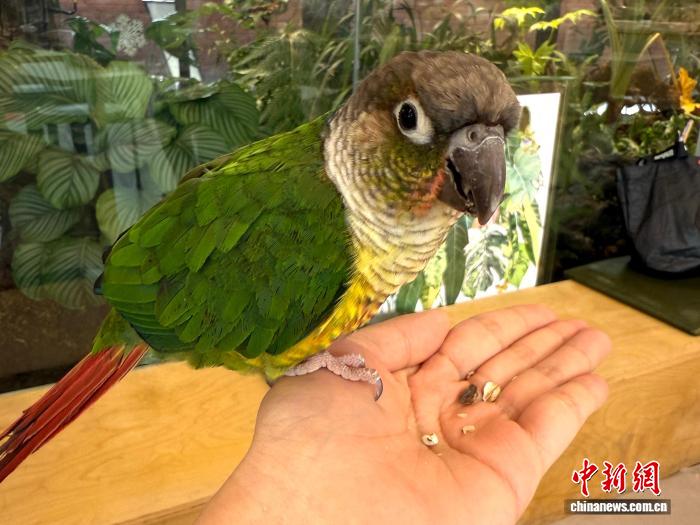 “鸟门”走热:宠物鸟为何成年轻人“新宠”