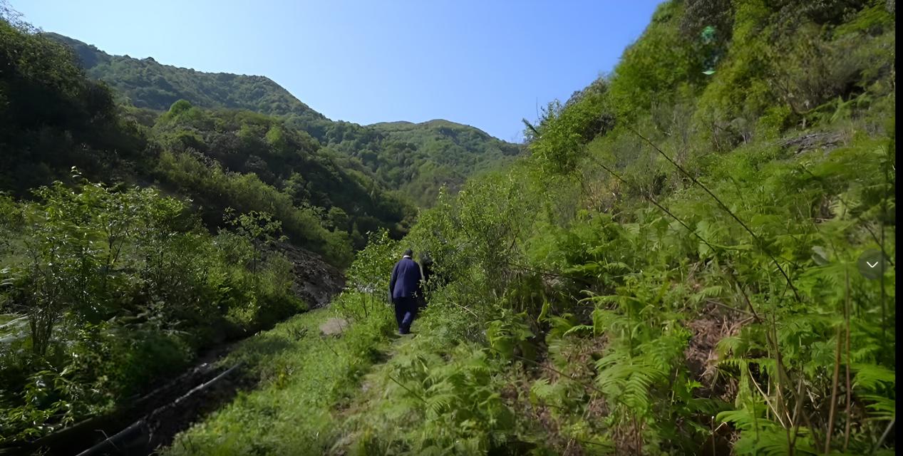 70岁中医张幼玲:在误解中始终坚持用好药材