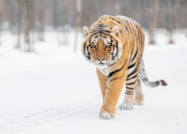 雪后探访东北虎