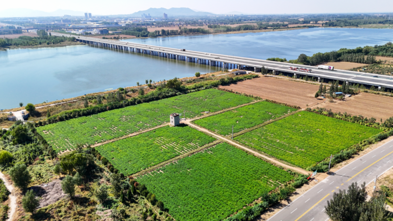 泰安市岱岳区:创新“河长制+”融合模式 激活大汶河滩地生态价值新引擎