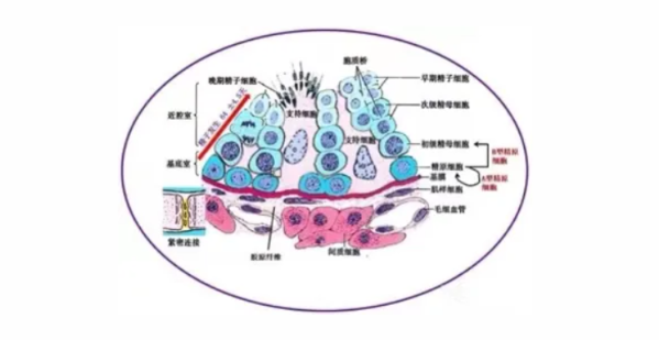 郑州长江中医院李翠英博士解析:无精症不用慌,一管精液即可解锁生育潜能