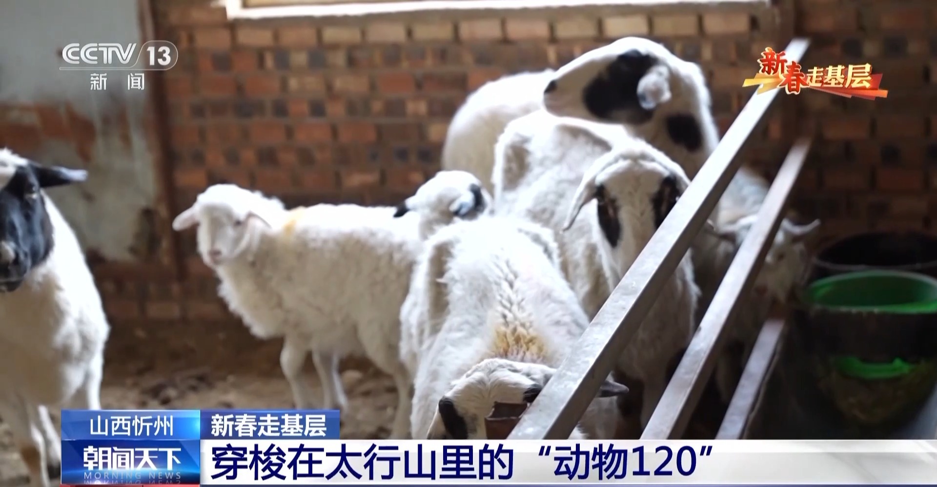 新春走基层丨穿梭在太行山里的“动物120” “照亮”养殖户们的生计