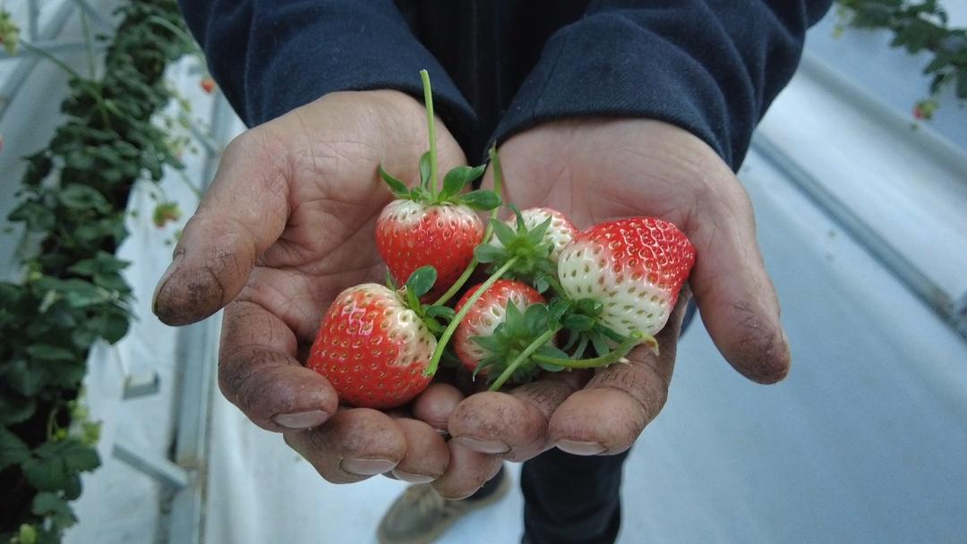 新春走基层丨海拔4394米,雪山下的草莓红了