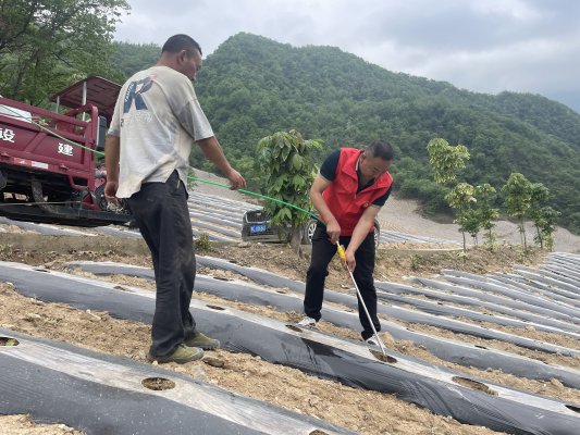 烟站人员帮助烟农抗旱移栽