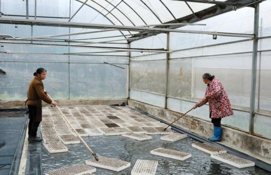 D:杨秀明20261.通讯3.10育苗正当时苗池浮盘 (2).JPG