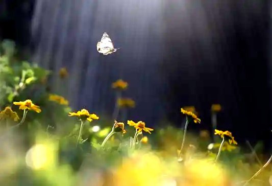 二十四节气说 | 惊蛰:一雷惊,万物苏
