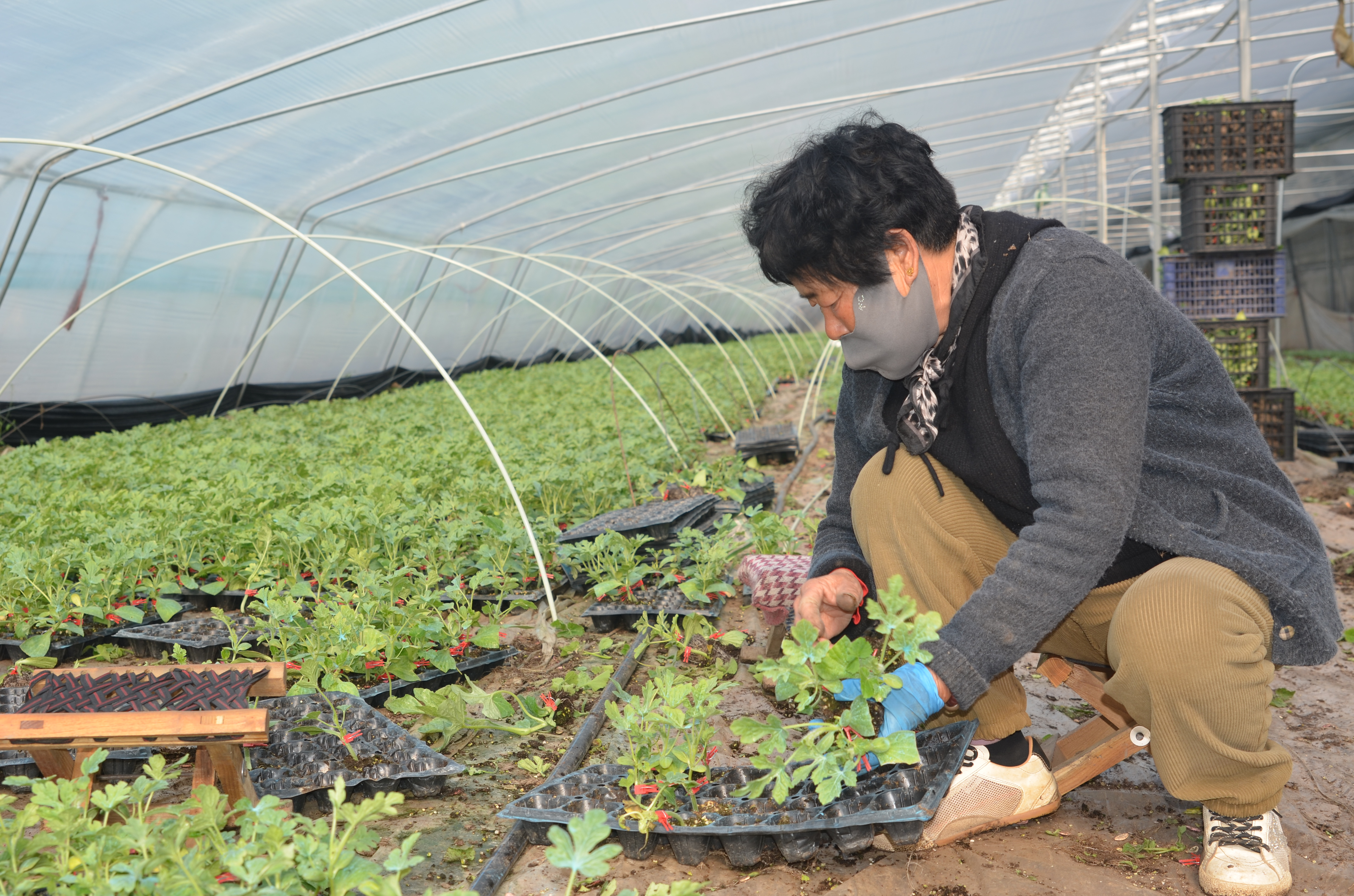 济宁市泗水县:春耕正当时,西瓜定植忙