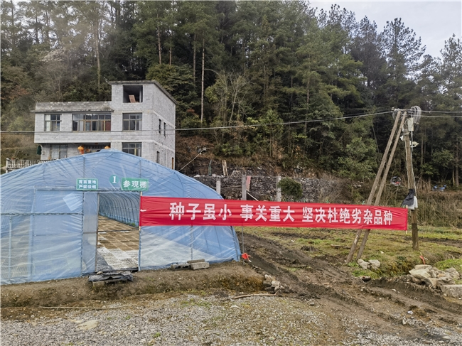 湖北咸丰:烟叶育苗正当时 规范管理护春耕