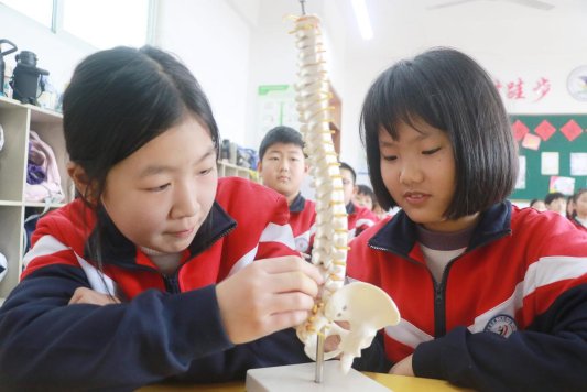 5-小学生观察脊柱模型
