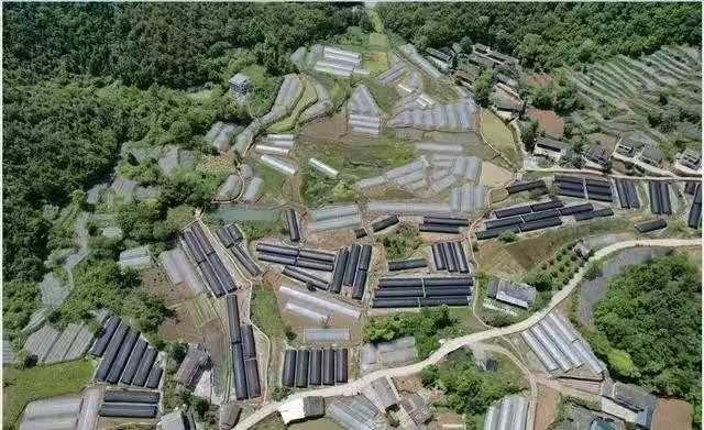 青年领潮兴农产销直达共赢——“秀农直达”激活秀山农产品产业新活力