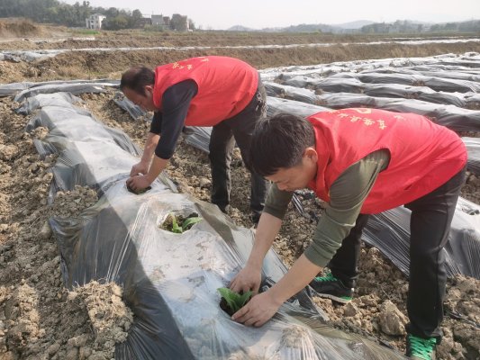 湖南东安烟草:一地多收 户户增收 产业赋能点亮乡村振兴梦