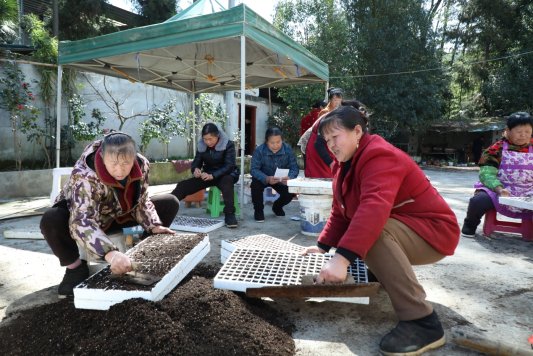 D:杨秀明20261.通讯3.15烟菜轮作奏响春耕“椒”响曲辣椒播种 (2).JPG