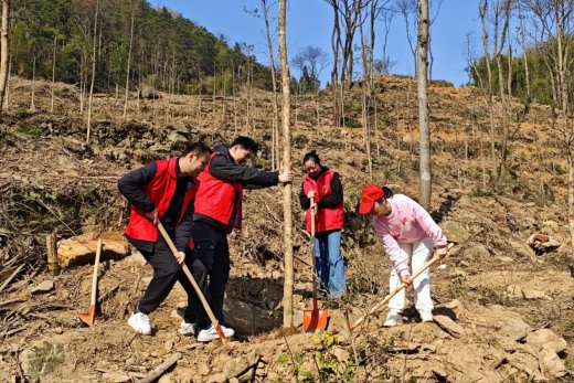图为植树现场