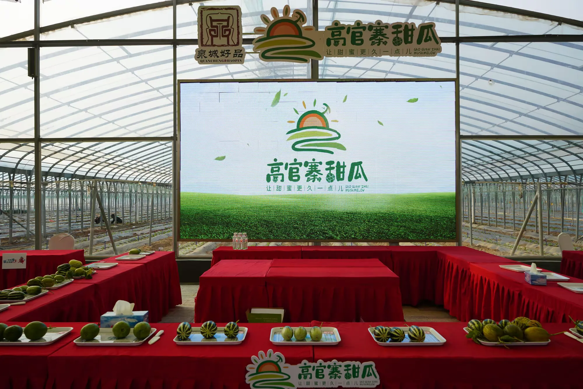 谁是最强“甜瓜王”!2026年高官寨甜瓜季种植能手评选鸣锣开赛