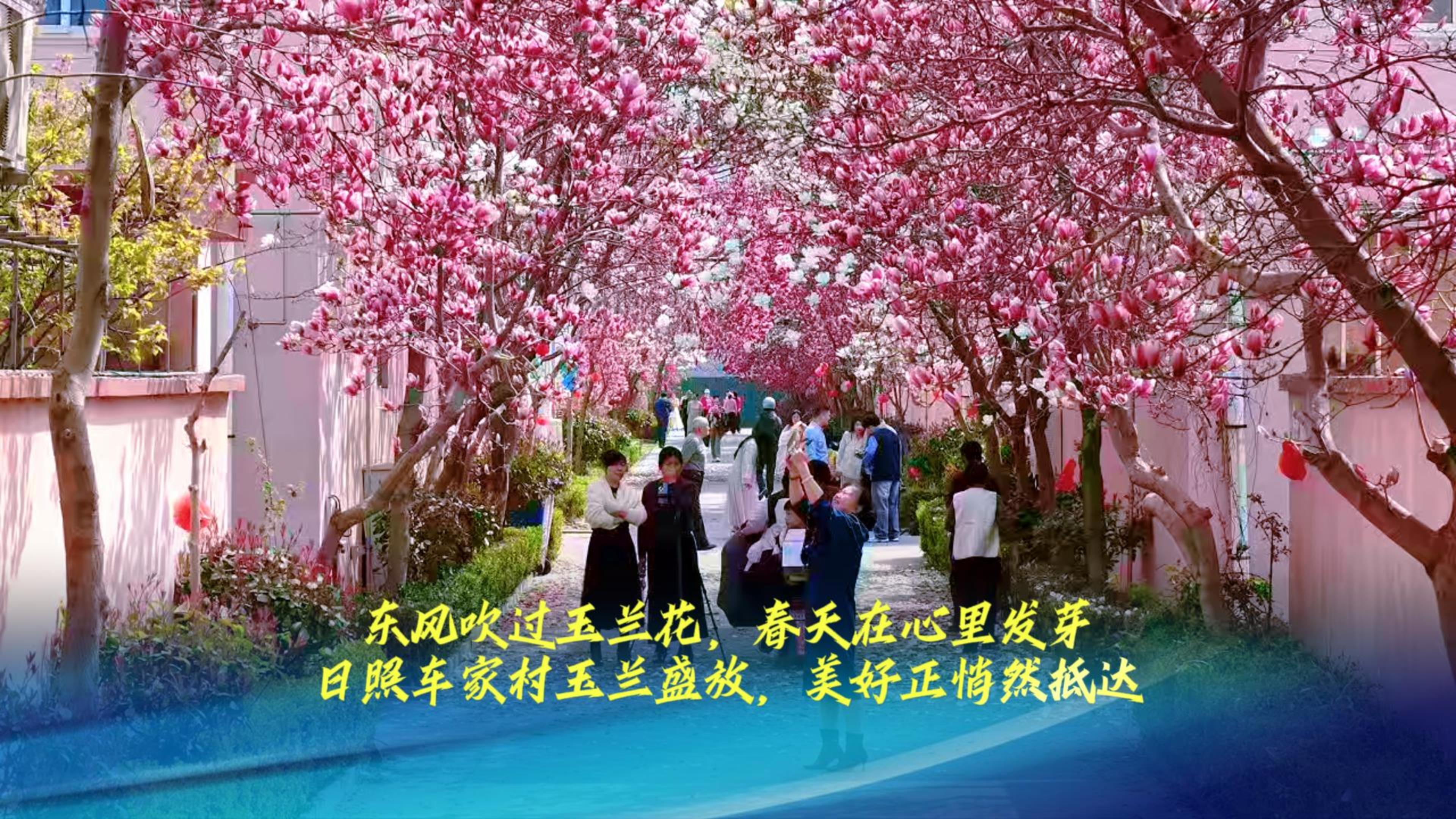 日照车家村玉兰盛放 美好正悄然抵达