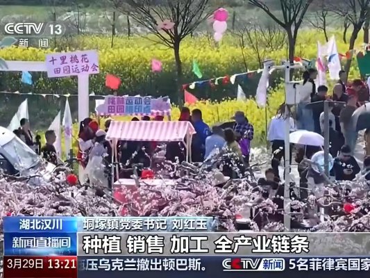 湖北汉川:千亩桃花映春光 志愿服务暖人心
