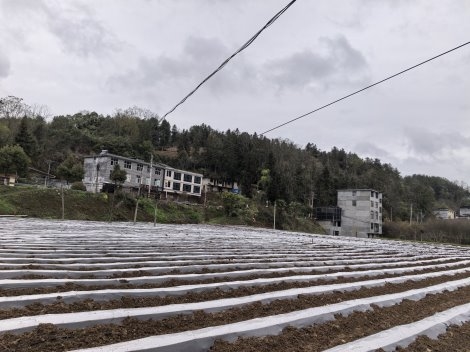 湖北咸丰:抢抓农时备移栽 标准先行保丰产