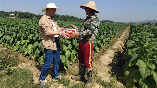 常德桃源烟草:三十年坚守铸匠心 担当奉献耀金叶