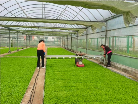 春风绘就丰收景