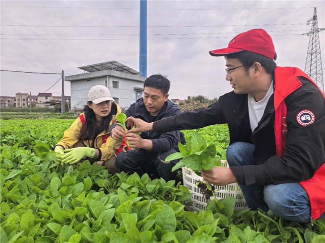 浙江嵊州:当好烟农“钱袋子”的守护者