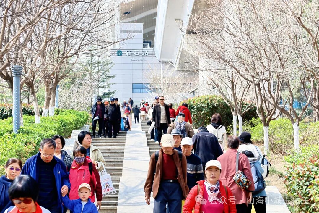 地铁直达的“春日顶流”!青岛庙石村樱桃花带火乡村经济,解锁春日增收新路径