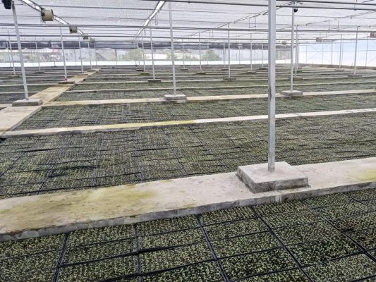 湖北咸丰:精细化管护全覆盖 让每一株烟苗都“壮起来”