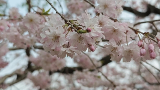 a29089b6a954e35b71da694a4ed9d45a