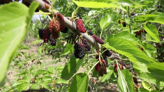 7fdae2d7a201ca8acfe8d5b9df2f271a