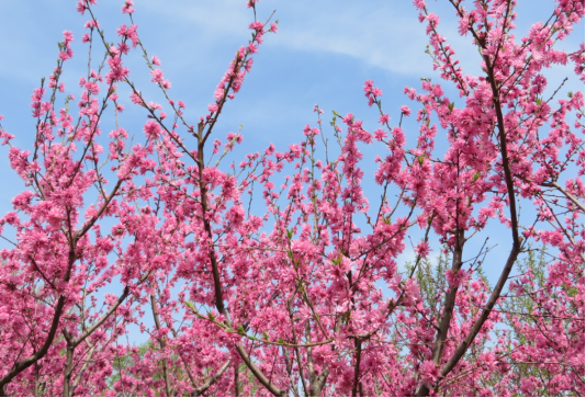 c55e622056479eca8a4a38b2b9a9f4dd