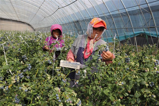 点“蓝”成金,创造“莓”好生活