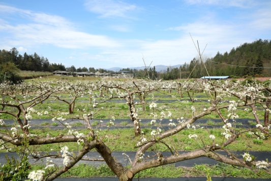 D:杨秀明20261.通讯新建文件夹梁彪果园 (2).JPG