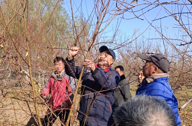 桃花满枝春正浓 绘就增收新图景