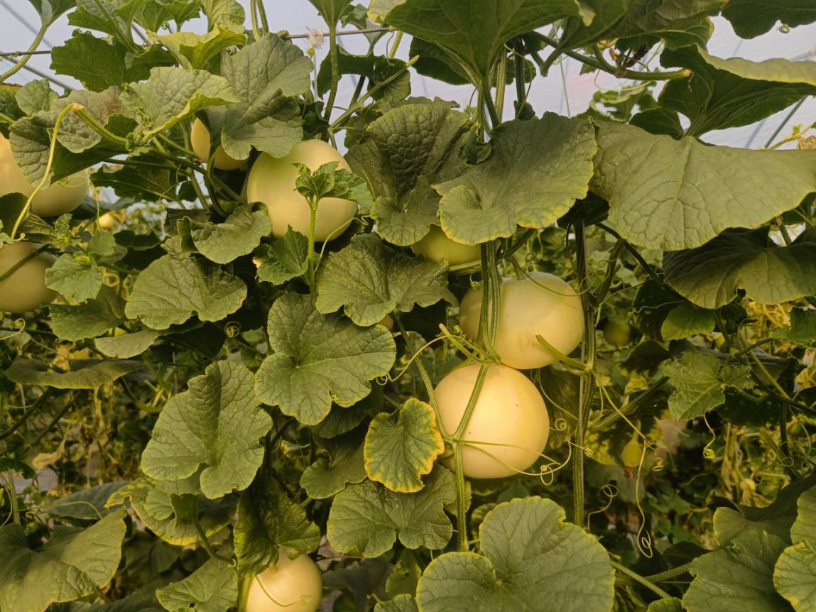 济宁市金乡县卜集镇:香瓜丰收香满园 ,群众增收笑开颜