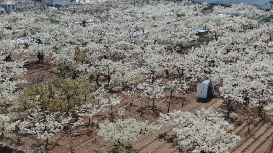 商河县(殷巷)第十一届踏青赏花文化旅游节暨非遗文化季活动成功举行