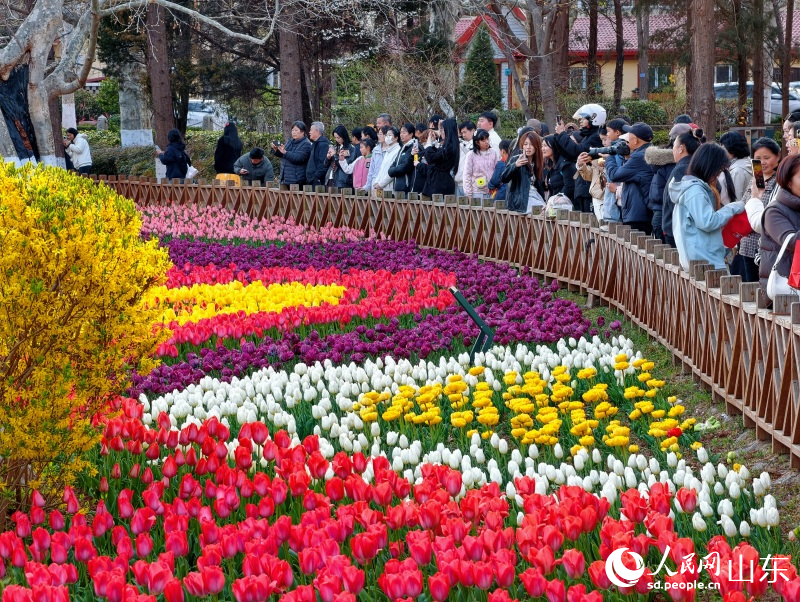 五彩斑斓的郁金香亭亭玉立,吸引众多市民游客驻足观赏。人民网记者 刘颖婕摄