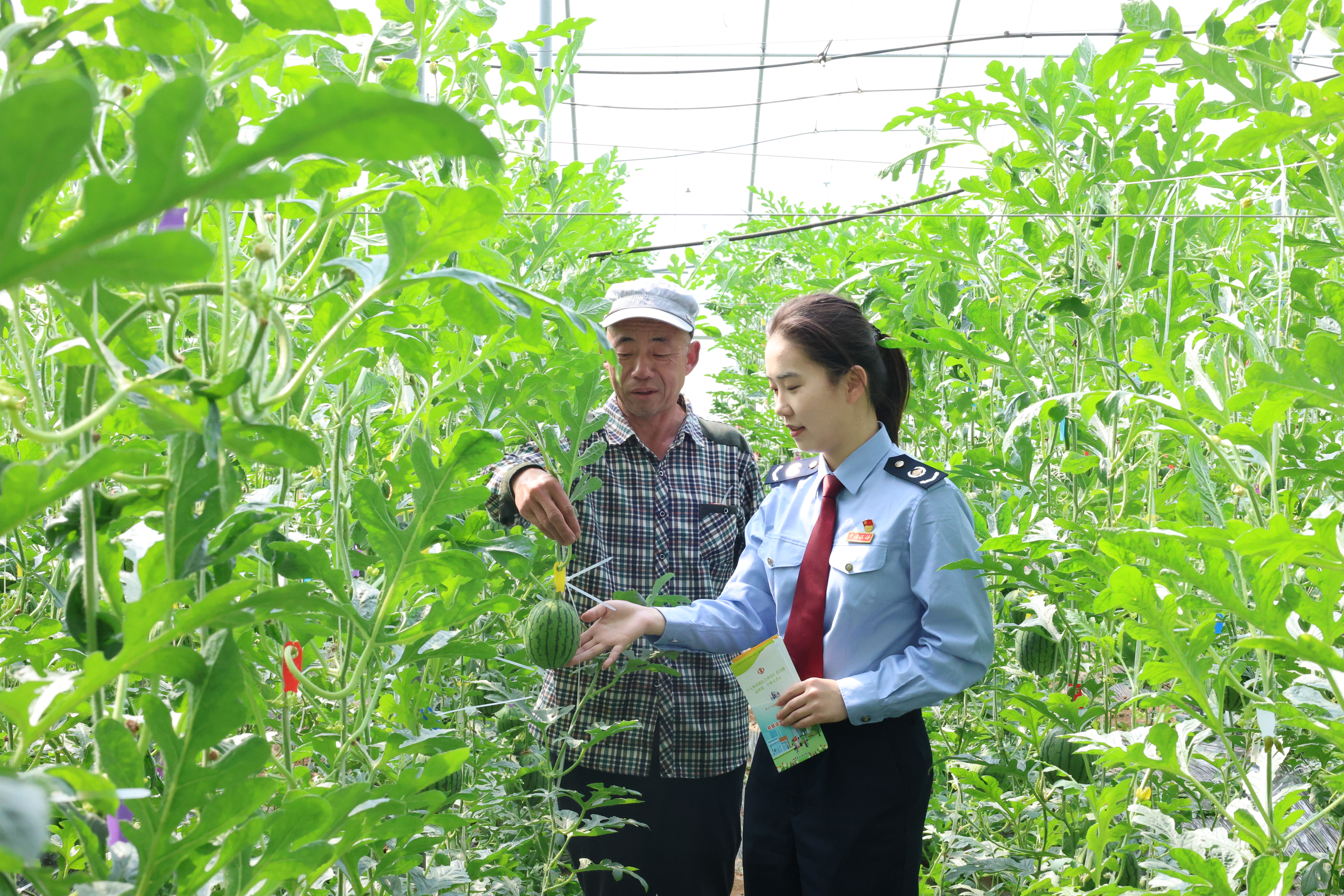 宁阳税务:合规赋能强根基 护农提质向新行