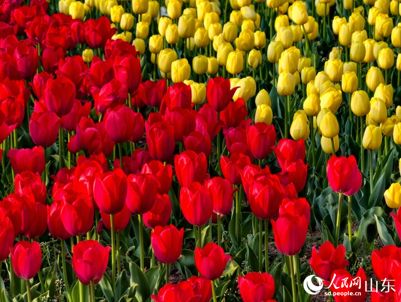 鲜艳的郁金香美艳如画。人民网记者 刘颖婕摄