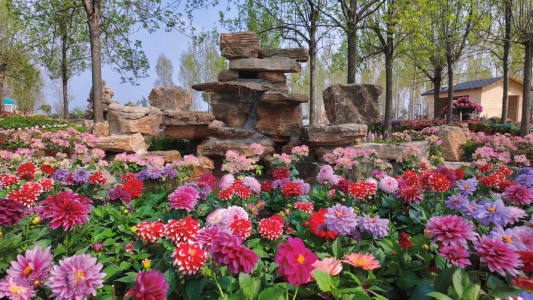 济宁曲阜:“花海+菜园+音乐节” 承包你的春日所有欢喜