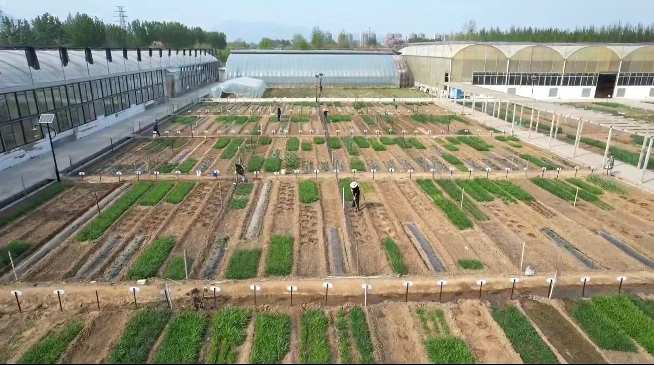 国家级科技小院落户泰山区上高街道 山东泰山番茄科技小院成功获批