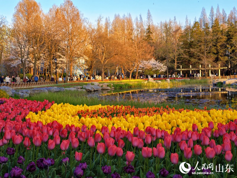 青岛中山公园小西湖畔,郁金香迎来盛放期。人民网记者 刘颖婕摄