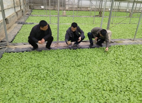 分管领导检查育苗情况，部署移栽工作