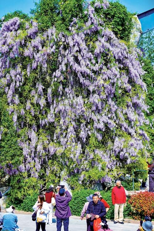 “语文课本照进现实” 济南紫藤萝瀑布刷屏社交平台