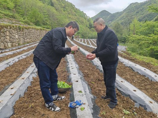 湖北建始:墩苗强本领 实干启新章